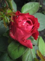 rose-des-4-vents