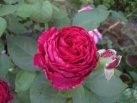 rose-des-4-vents0550