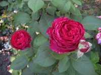 rose-des-4-vents0553