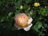 rose-des-cisterciens-2