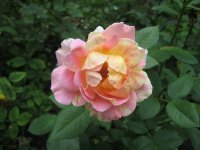 rose-des-cisterciens-3