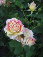 rose-des-cisterciens-5