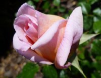abraham-darby