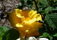 arthur-bell-jpg1_