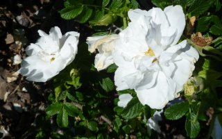 blanc-double-de-coubert