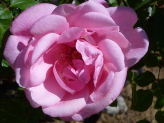 comtesse-de-caserta-jpg1_