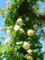 despres-a-fleur-jaune-jpg1_