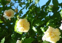 despres-a-fleur-jaune-jpg3_