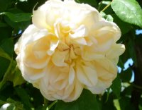 despres-a-fleur-jaune