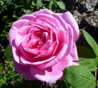 gertrude-jekyll