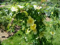 harrisons-yellow-jpg1_