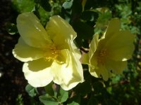 harrisons-yellow