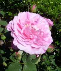mme-lauriol-de-barny