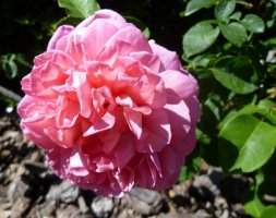 mme-louis-laperiere-jpg1_
