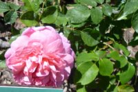 mme-louis-laperiere