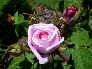 mme-louis-leveque