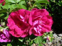 mrs-anthony-waterer