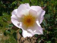 robeie-burns-jpg1_