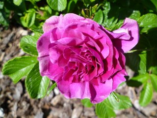 roseraie-de-lhay