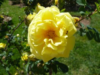 williams-doble-yellow