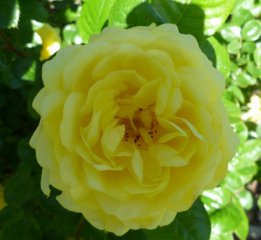 yellow-meillowe