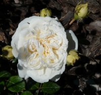 colonial-white-jpg1_