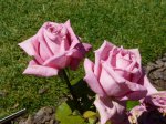 dame-edith-helen