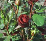 first_red_01wolski-rafal_0.jpg