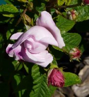 duchesse-dangulem