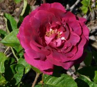 gloire-de-chedane