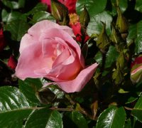 pink-robusta-jpg1_