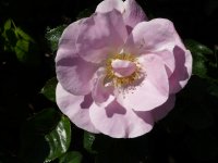 pink-robusta