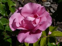 the-maccartney-rose2