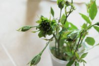 viridiflora