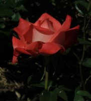 alte-liebe-jpg2_