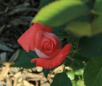 alte-liebe