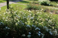 aspirin-rose