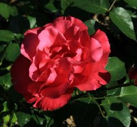 crepe-de-chine-jpg3_