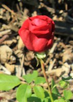 crimson-glory-jpg2_