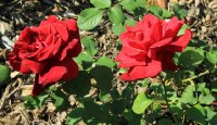 crimson-glory