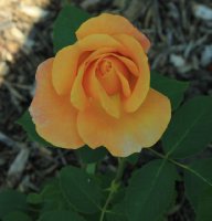 gold-reef-jpg2_