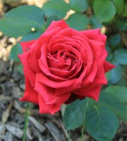 karl-herbst-jpg3_