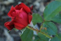 karl-herbst-jpg4_