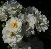 marysa-jpg2_