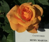 remy-martin