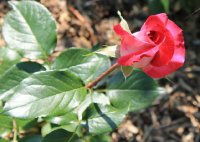 rose-gaujard-jpg2_