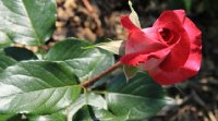 rose-gaujard