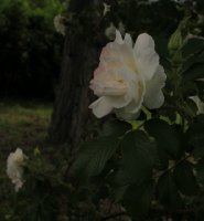 albezieds-jpg2_