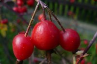 owoce-glauca.jpg