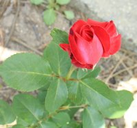 barcarolle-jpg2_